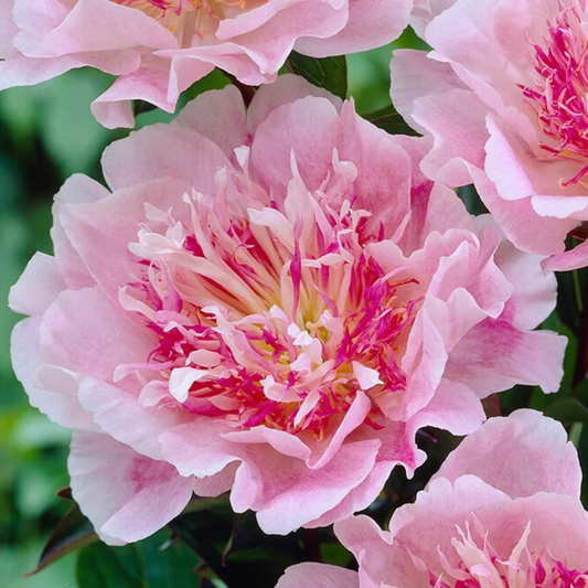 do tell peony