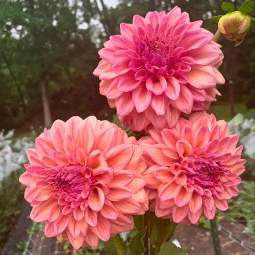 Ferncliff Copper Bulk (5 Tubers) - Dahlia Flowers In Bloom
