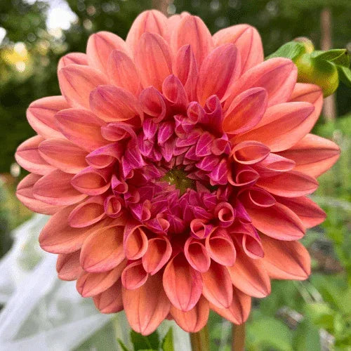 Ferncliff Copper Bulk (5 Tubers) - Dahlia Flowers In Bloom