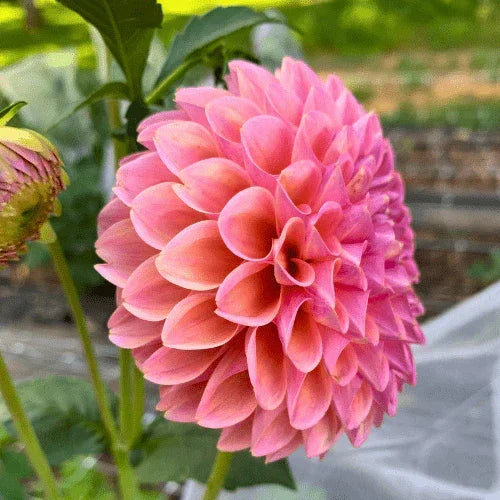 Linda's Baby Bulk (5 Tubers) - Dahlia Flowers In Bloom