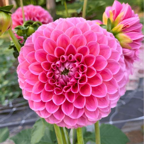 Linda's Baby - Dahlia Flowers In Bloom