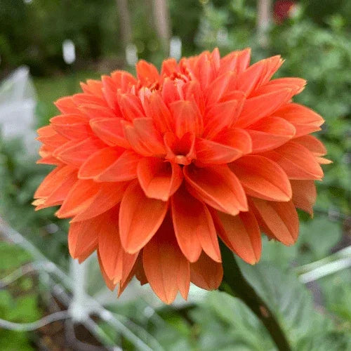Maarn Bulk (5 Tubers) - Dahlia Flowers In Bloom