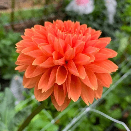 Maarn Bulk (5 Tubers) - Dahlia Flowers In Bloom