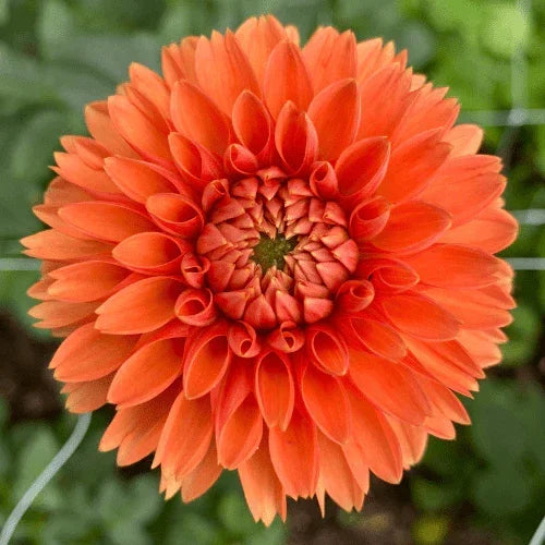 Maarn Bulk (5 Tubers) - Dahlia Flowers In Bloom