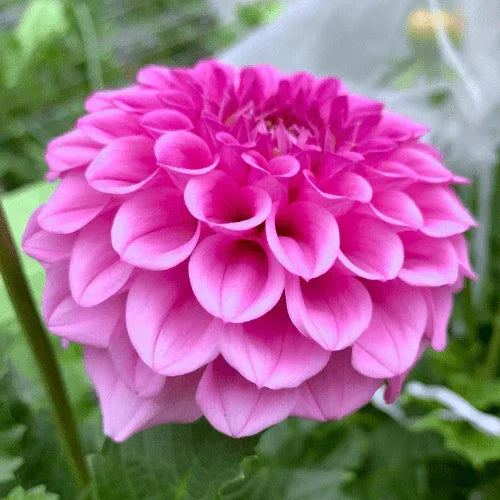 Mission Galactica Bulk (5 Tubers) - Dahlia Flowers In Bloom