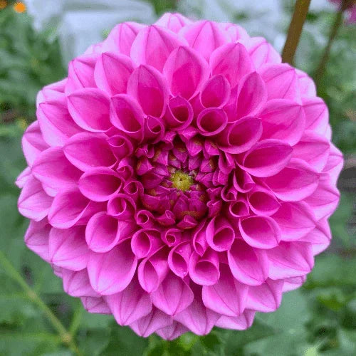 Mission Galactica Bulk (5 Tubers) - Dahlia Flowers In Bloom