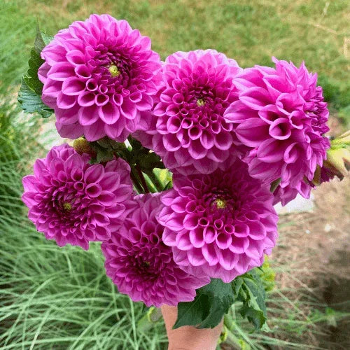 Mission Galactica Bulk (5 Tubers) - Dahlia Flowers In Bloom