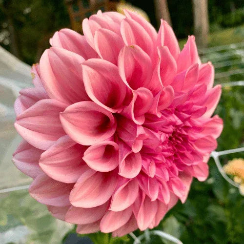 Orange Globe Bulk (5 Tubers) - Dahlia Flowers In Bloom