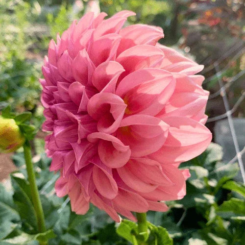 Orange Globe Bulk (5 Tubers) - Dahlia Flowers In Bloom