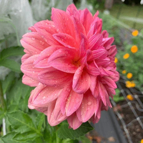 Orange Globe Bulk (5 Tubers) - Dahlia Flowers In Bloom