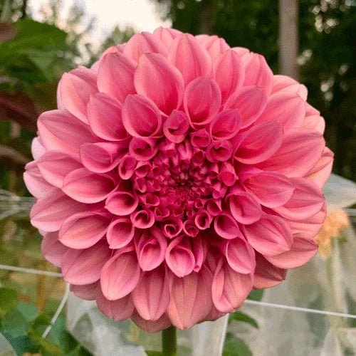 Orange Globe Bulk (5 Tubers) - Dahlia Flowers In Bloom