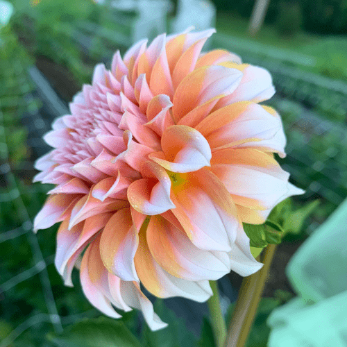 Peaches N' Cream - Dahlia Flowers In Bloom