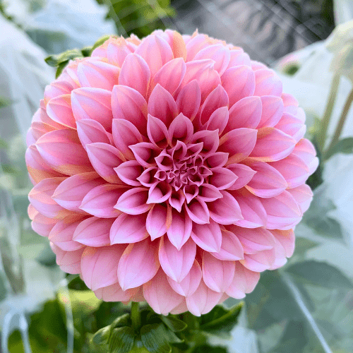 Peaches N' Cream - Dahlia Flowers In Bloom