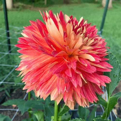 Punkin Spice Dahlia Tuber - Dahlia Flowers In Bloom
