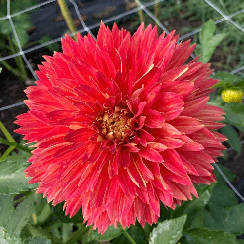 Punkin Spice Dahlia Tuber - Dahlia Flowers In Bloom