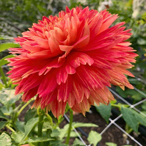 Punkin Spice Dahlia Tuber - Dahlia Flowers In Bloom