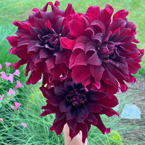 Rip City - Dahlia Flowers In Bloom