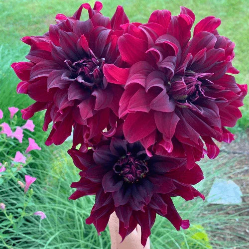 Rip City Bulk (5 Tubers) - Dahlia Flowers In Bloom