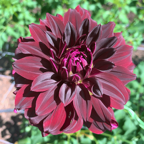 Rip City - Dahlia Flowers In Bloom