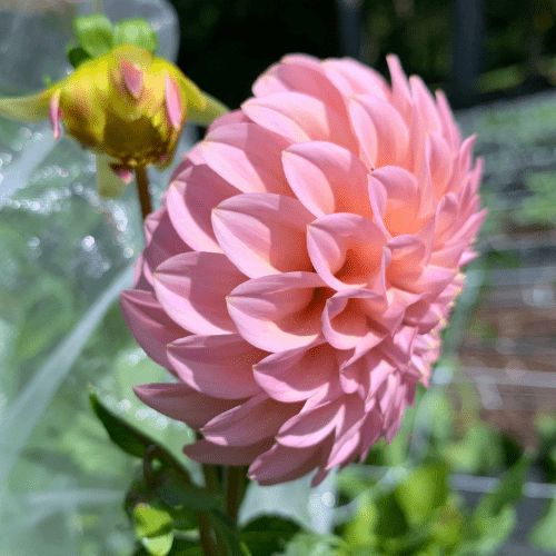 Rock Run Ashley - Dahlia Flowers In Bloom