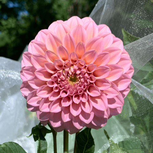 Rock Run Ashley - Dahlia Flowers In Bloom