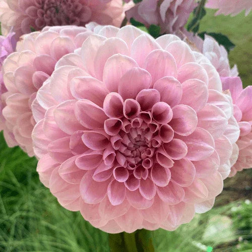 Sweet Nathalie Bulk (5 Tubers) - Dahlia Flowers In Bloom