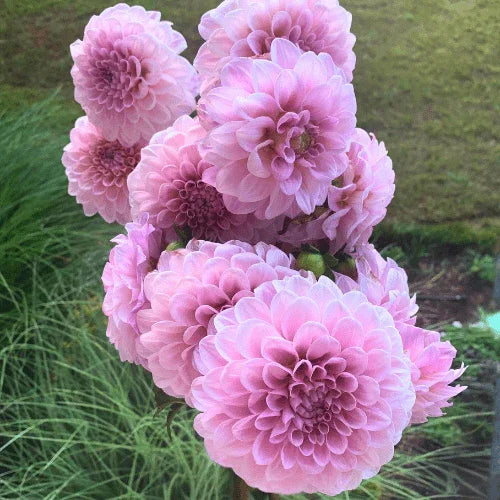 Sweet Nathalie Bulk (5 Tubers) - Dahlia Flowers In Bloom