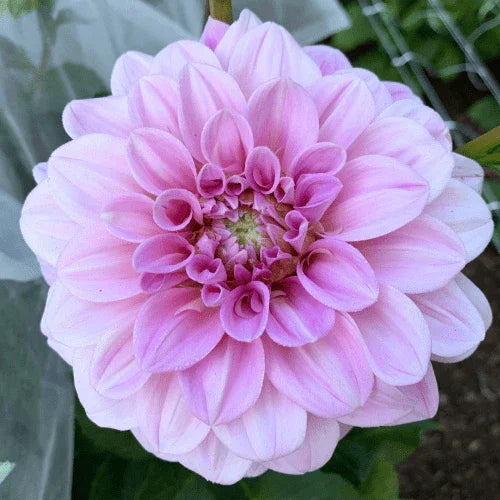 Sweet Nathalie Bulk (5 Tubers) - Dahlia Flowers In Bloom