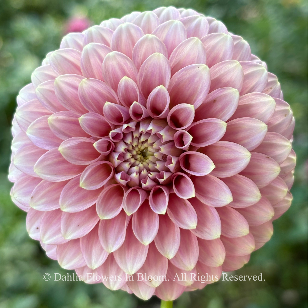 Florelie Oracle 