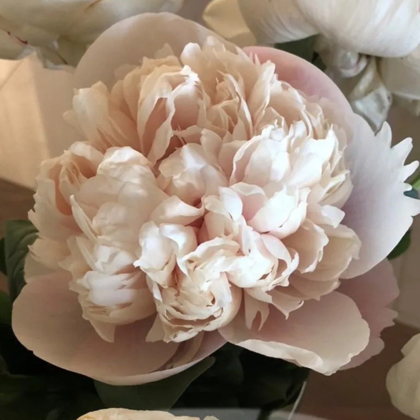 Colonel Owen Cousins Peony Root