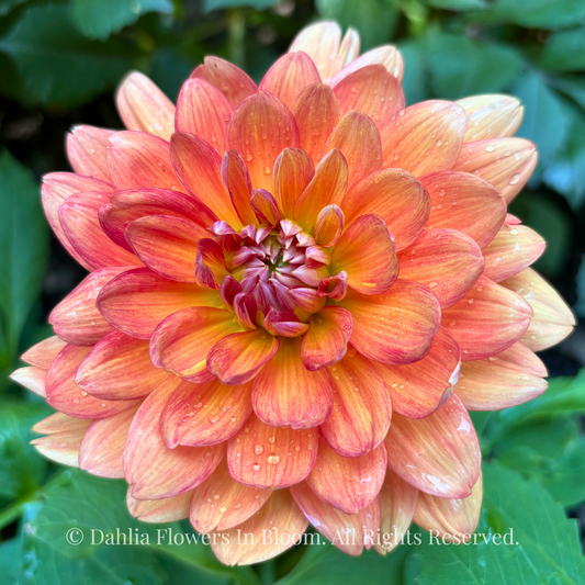 Shep’s Memory Dahlia Tuber