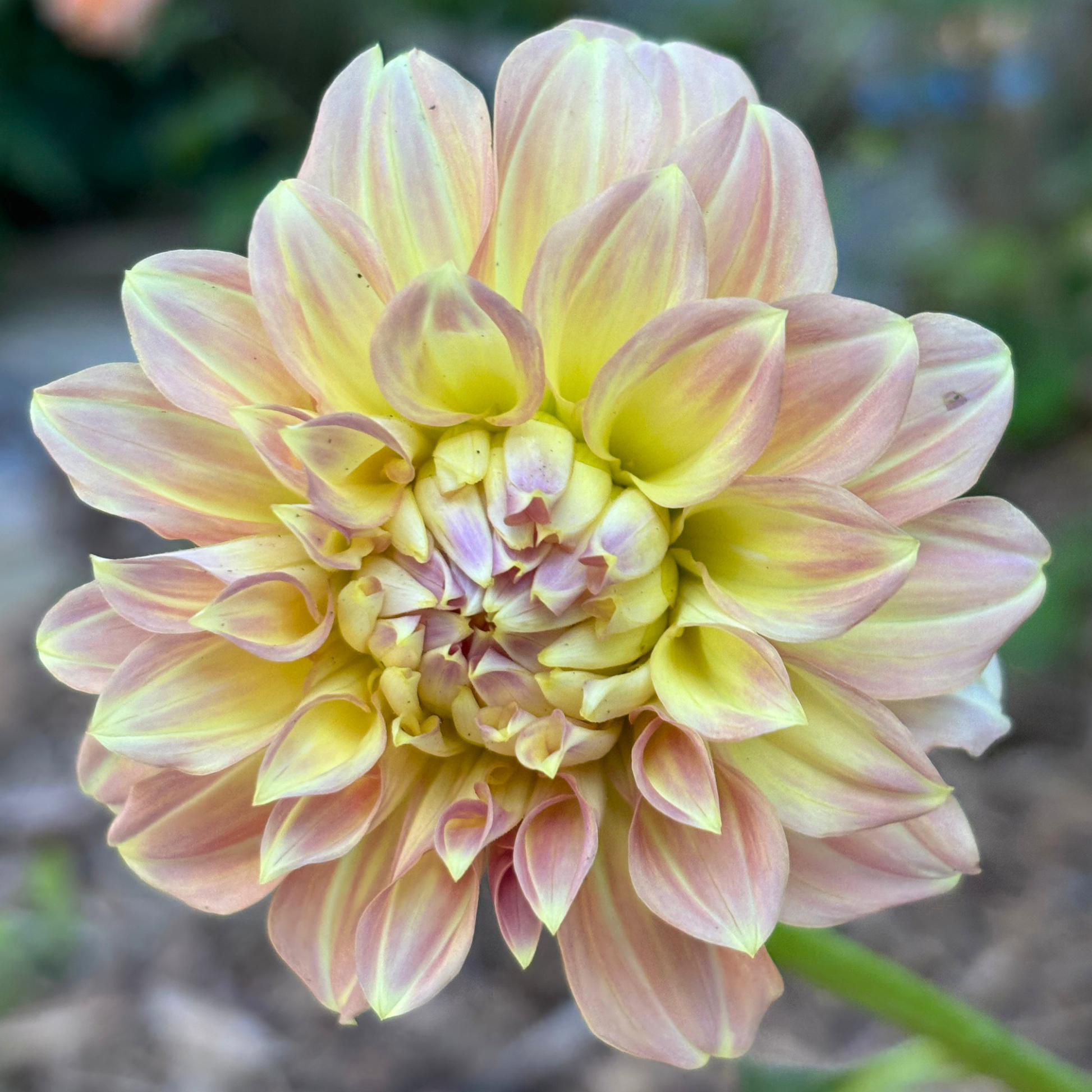 Coorabell Astrid Dahlia 