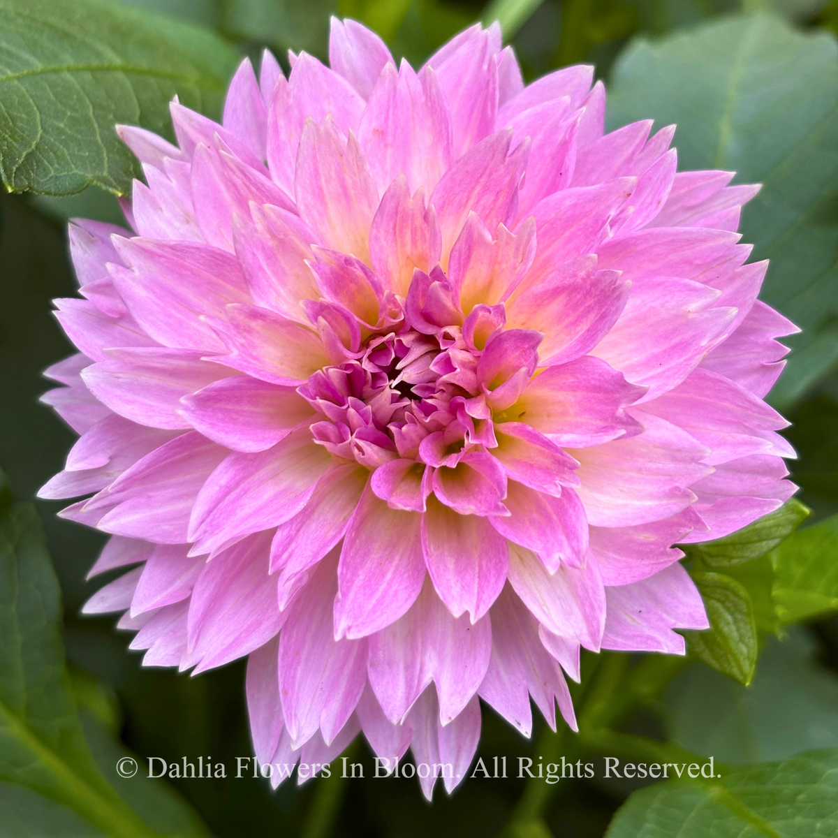 Lee's Dragonfruit Fizz Dahlia Tuber