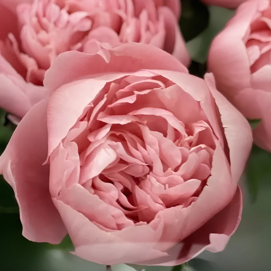 Etched Salmon Peony