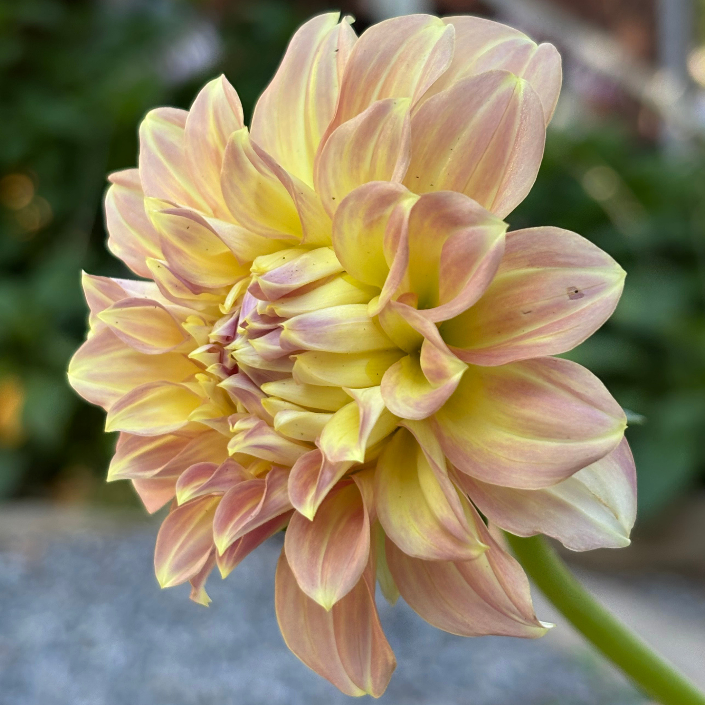 Coorabell Astrid Dahlia 