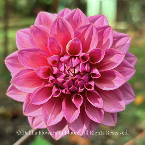 Levi's Bubblegum Dahlia Tuber