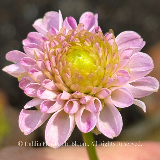 hapet_compo_dahlia