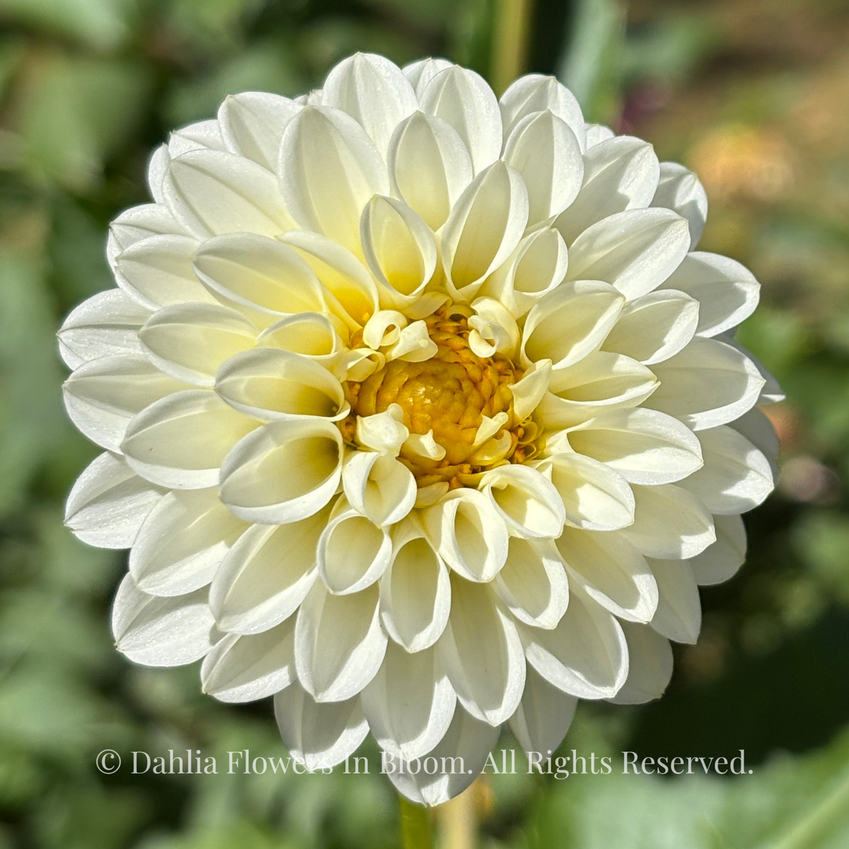 Florelie Chryssie Dahlia Tuber 🇦🇺