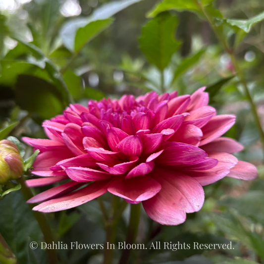 Klara Zak Dahlia Tuber