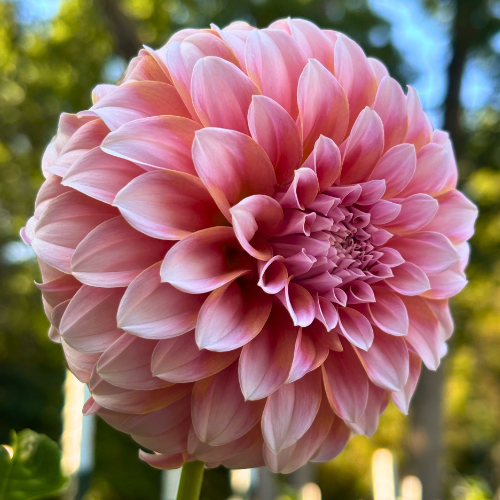 Peaches N' Cream Dahlia Tuber