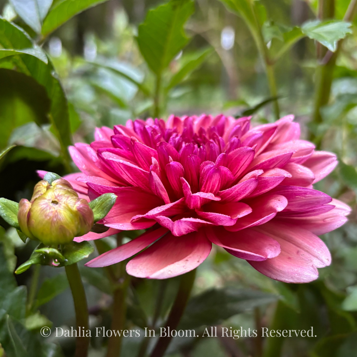 Klara Zak Dahlia Tuber