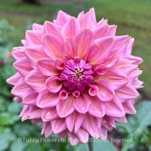 La Belle Epoque Dahlia Tuber