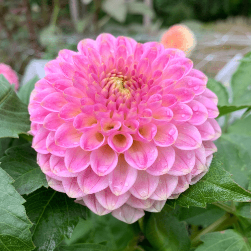 20th Ave Softer Peach - Dahlia Flowers In Bloom