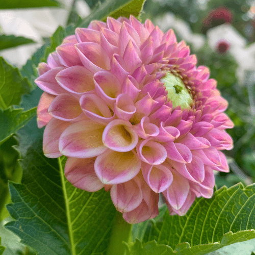 20th Ave Softer Peach - Dahlia Flowers In Bloom