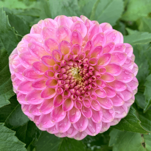 20th Ave Softer Peach - Dahlia Flowers In Bloom