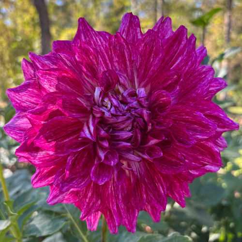 AC Paint dahlia tuber