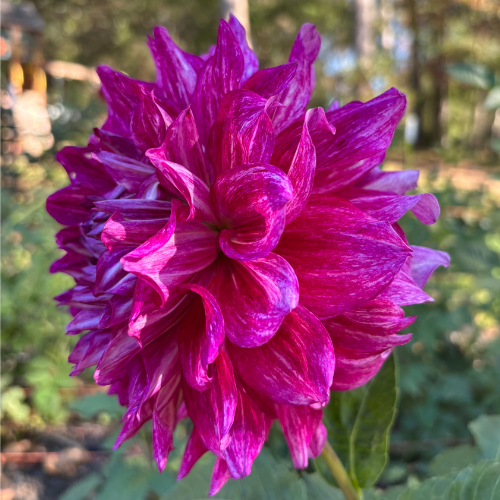 AC Paint dahlia tuber