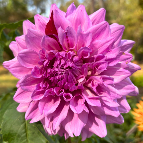 AC Paint Dahlia Tuber