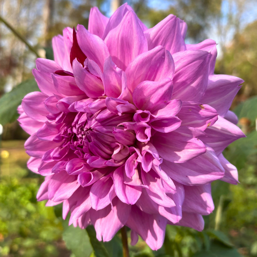 AC Paint Dahlia Tuber