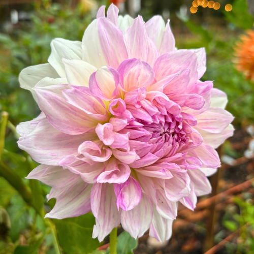 AC Paint Dahlia Tuber